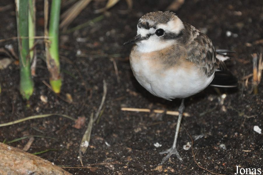 Charadrius pecuarius