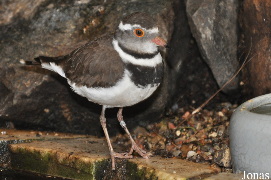 Charadrius tricollaris