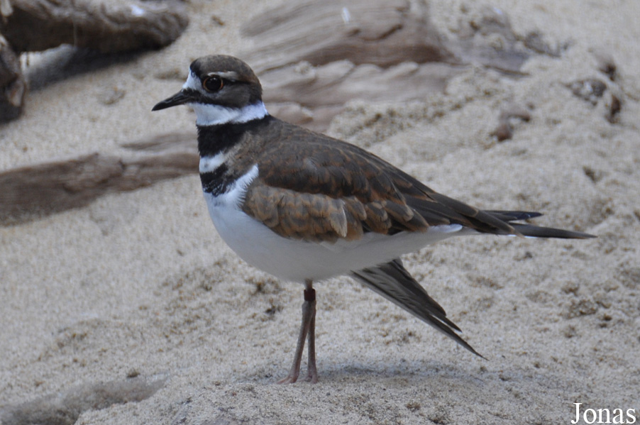 Charadrius vociferus