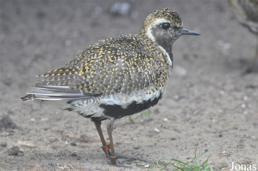 Pluvialis apricaria