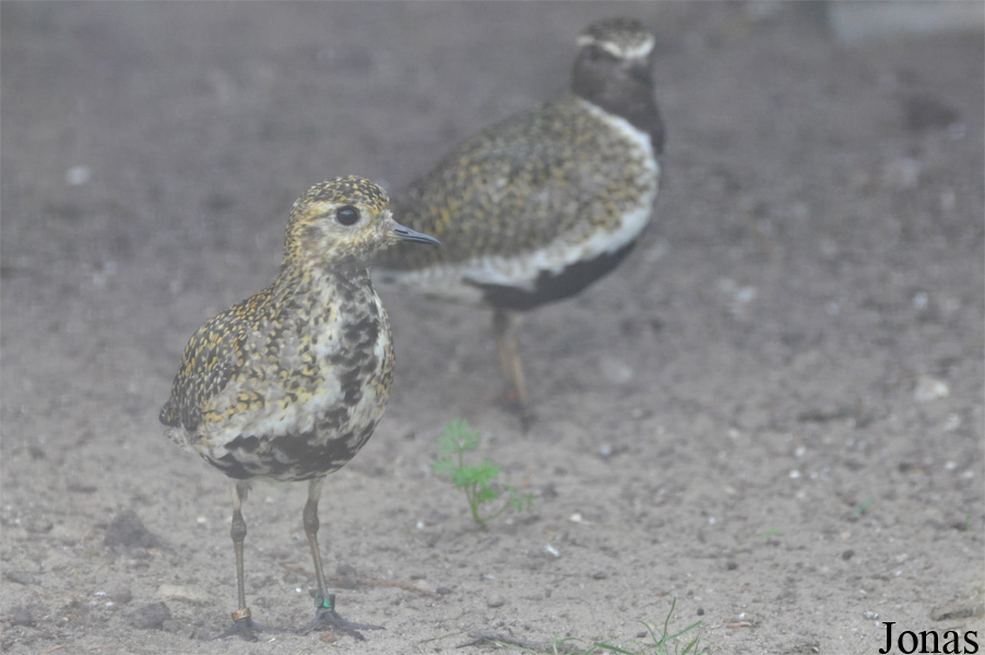 Pluvialis apricaria