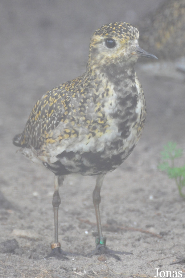 Pluvialis apricaria