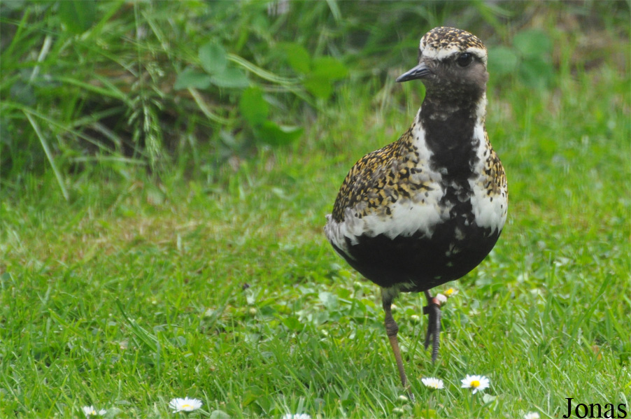 Pluvialis apricaria