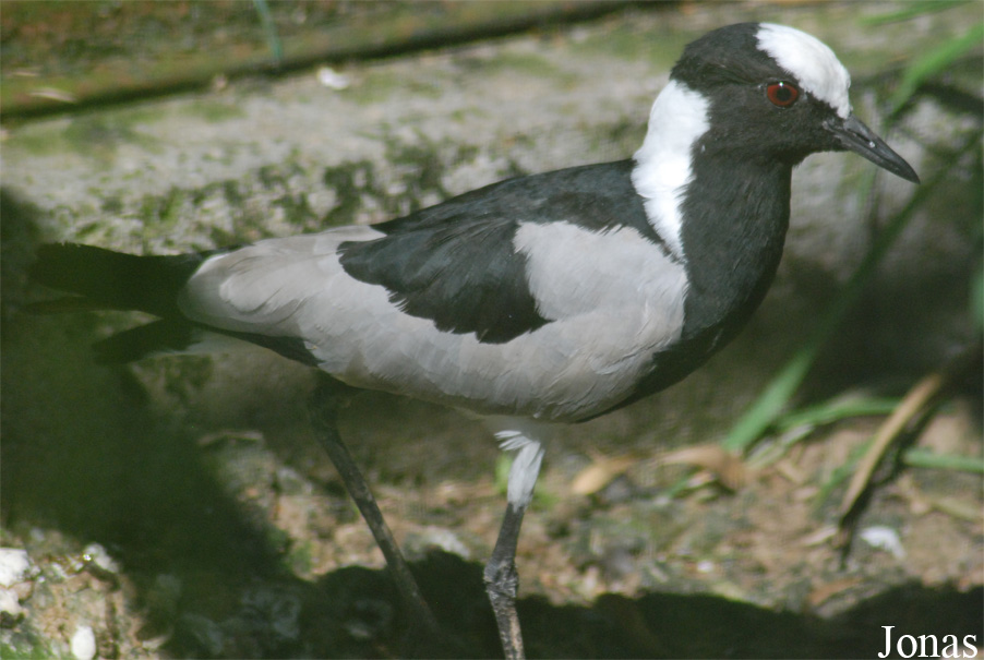Vanellus armatus