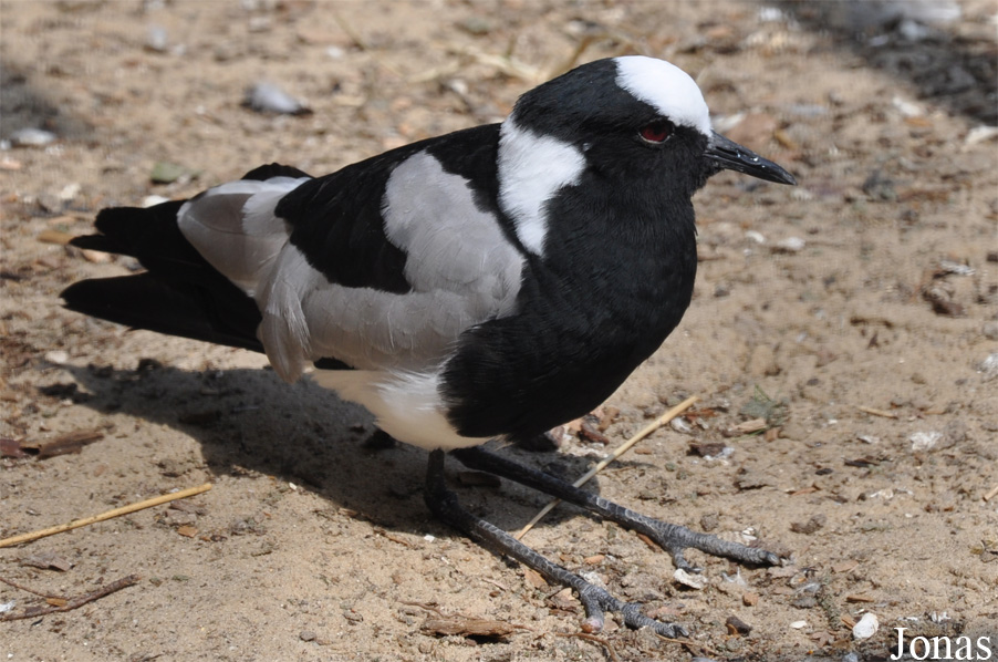 Vanellus armatus