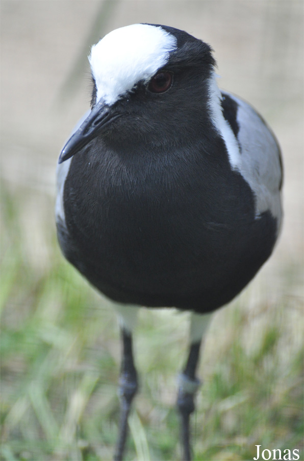 Vanellus armatus