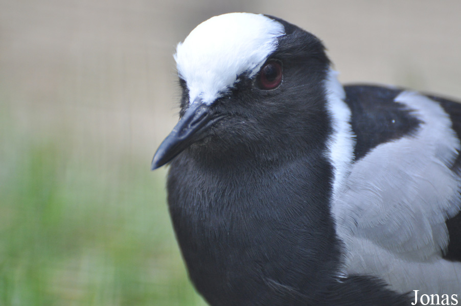 Vanellus armatus