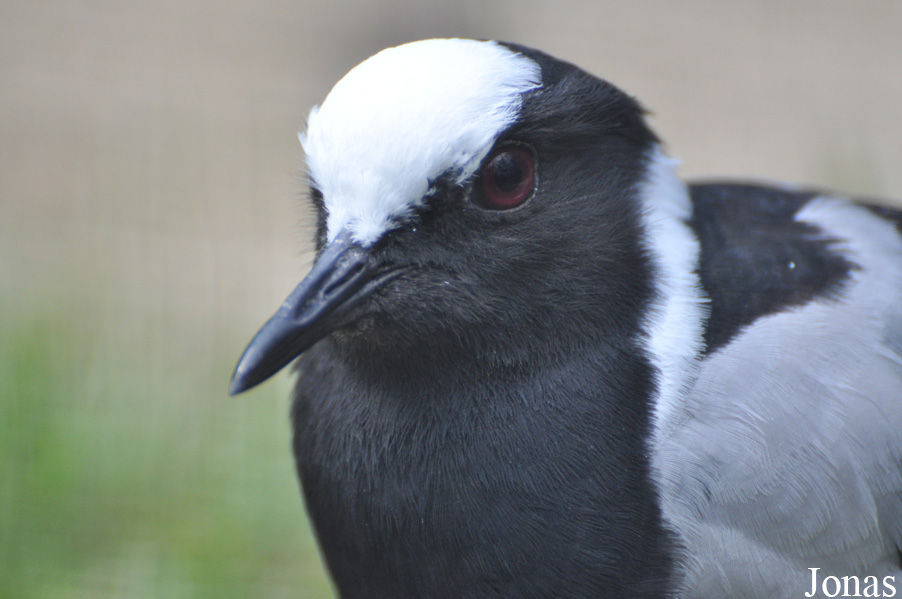 Vanellus armatus