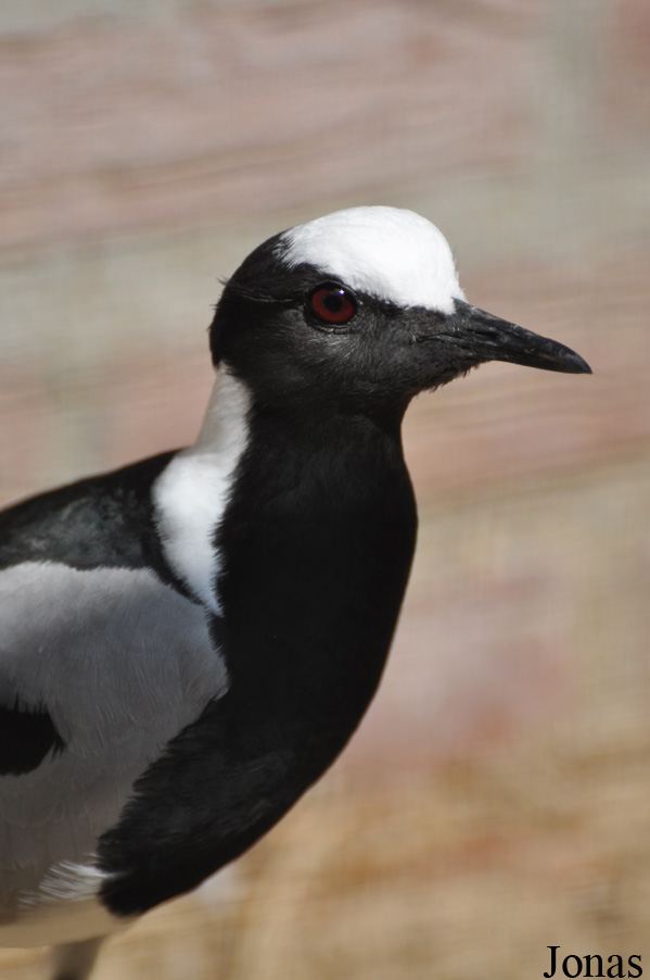Vanellus armatus