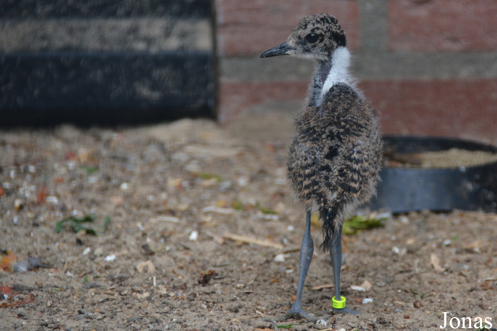 Vanellus armatus