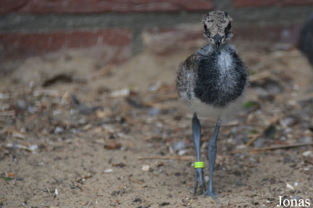 Vanellus armatus