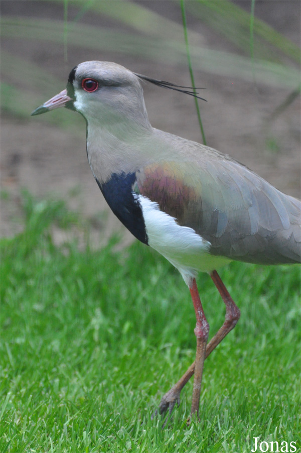 Vanellus chilensis