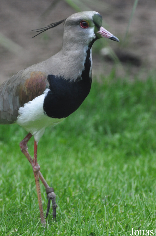 Vanellus chilensis