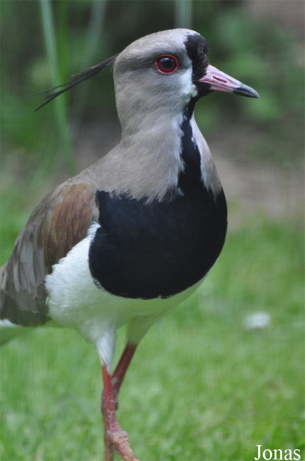 Vanellus chilensis