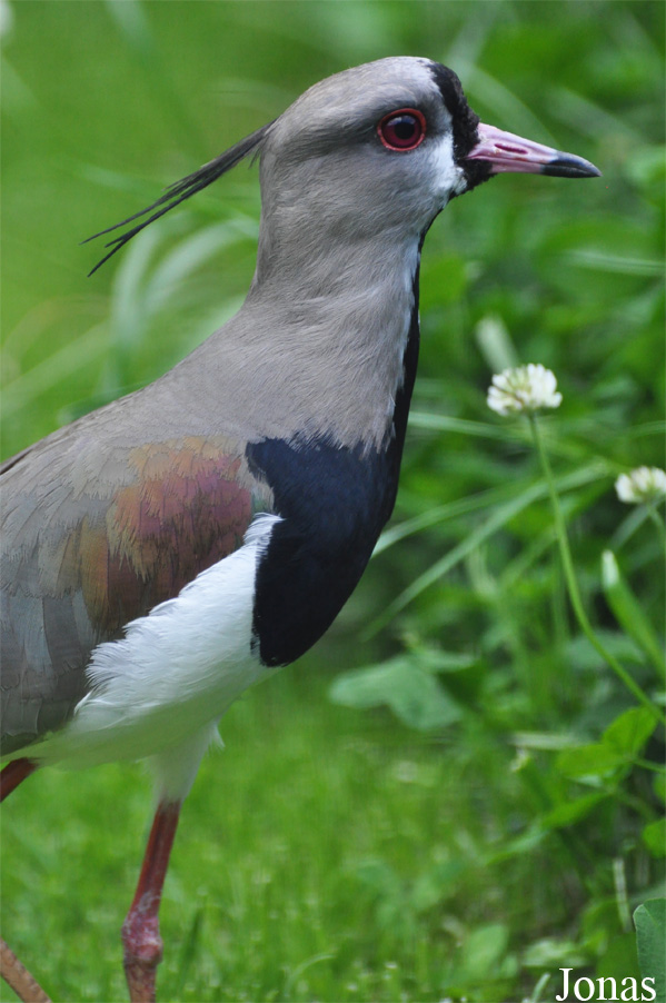 Vanellus chilensis
