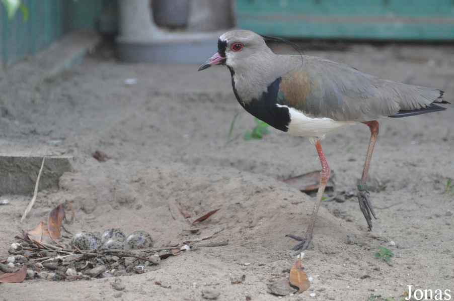 Vanellus chilensis