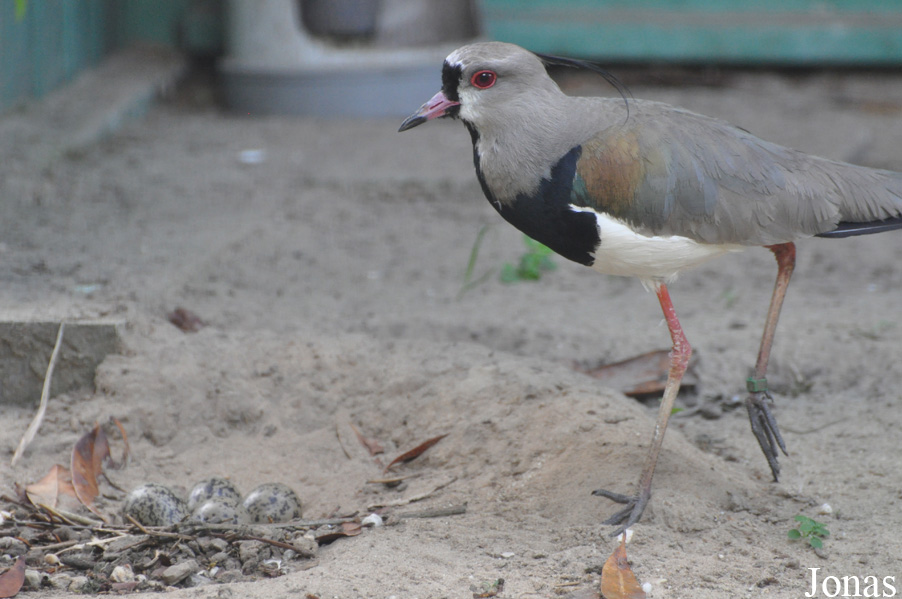 Vanellus chilensis