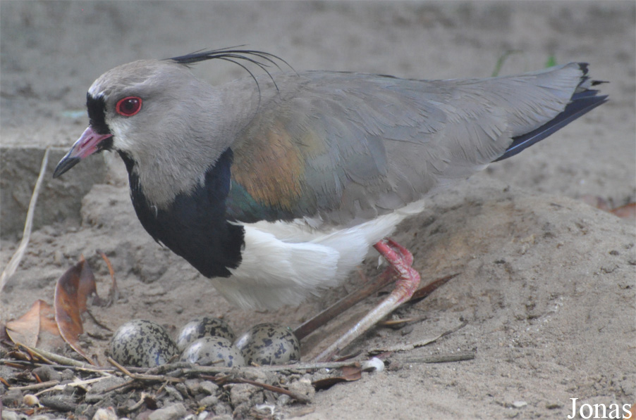 Vanellus chilensis