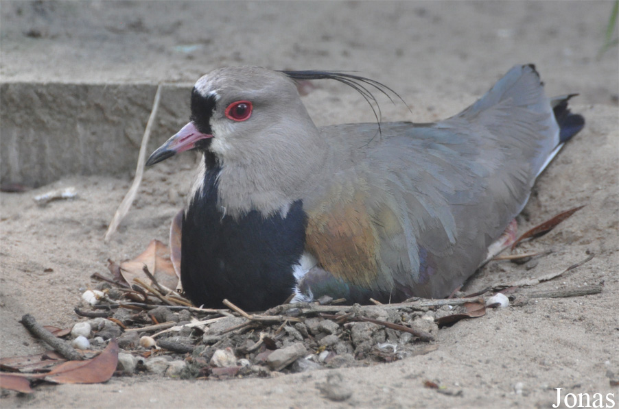 Vanellus chilensis