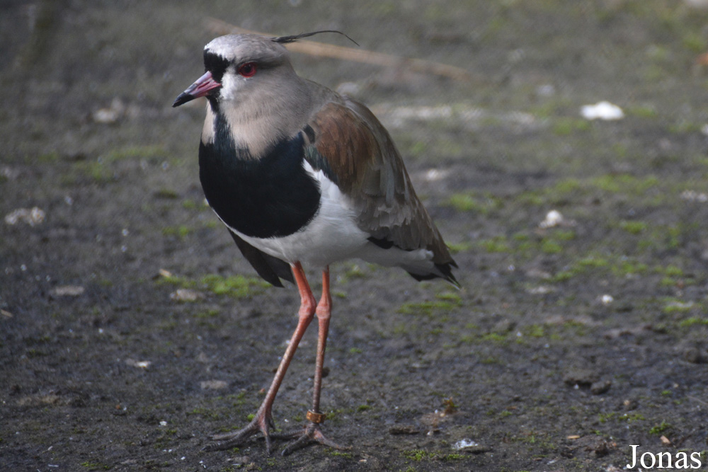 Vanellus chilensis