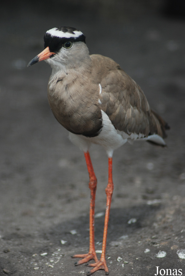 Vanellus coronatus
