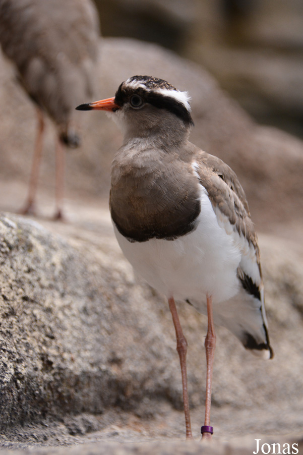 Vanellus coronatus