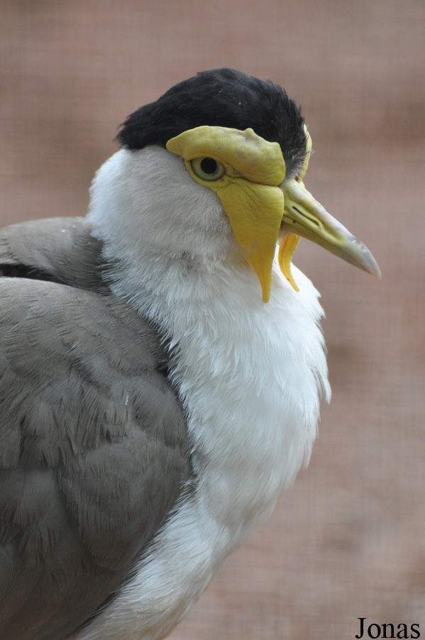 Vanellus miles