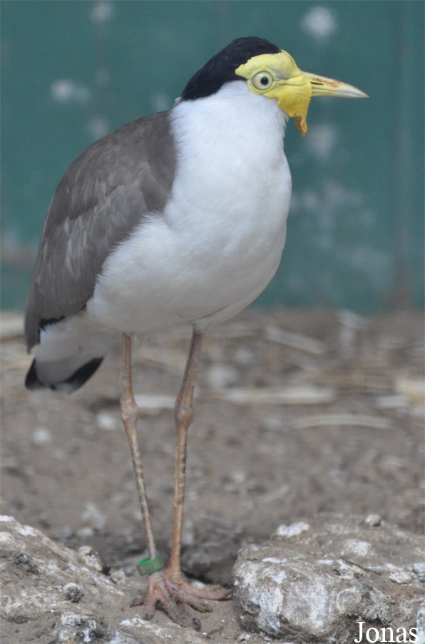 Vanellus miles