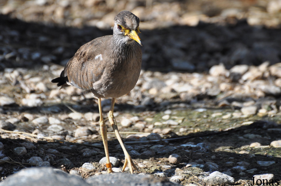 Vanellus senegallus