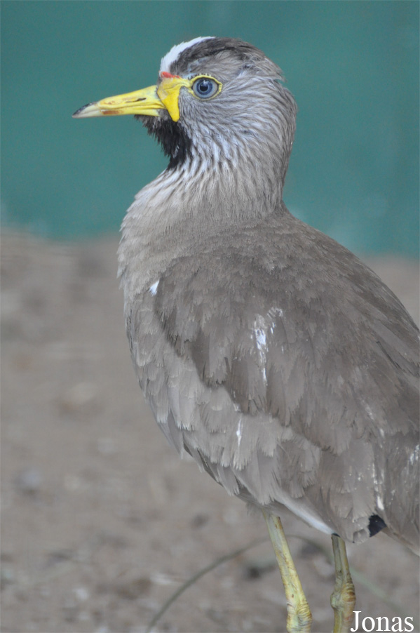 Vanellus senegallus