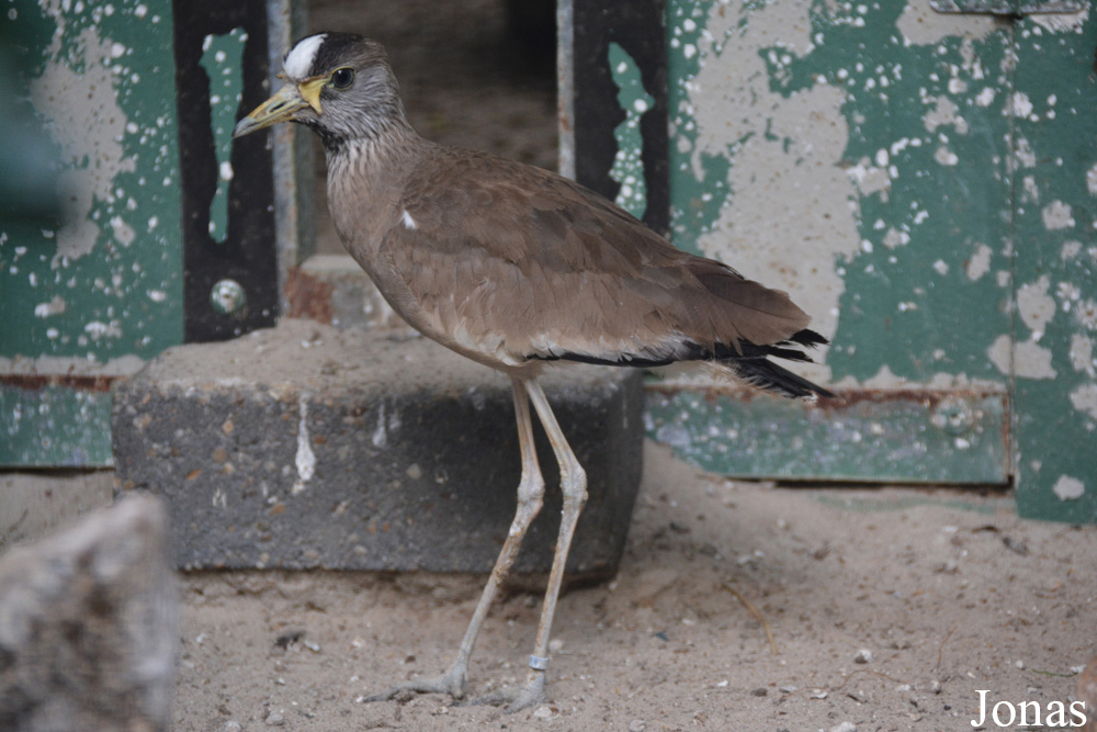 Vanellus senegallus