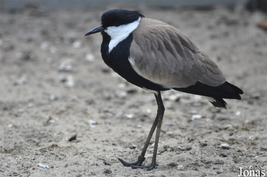 Vanellus spinosus