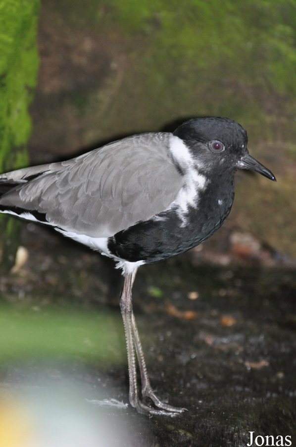 Vanellus spinosus