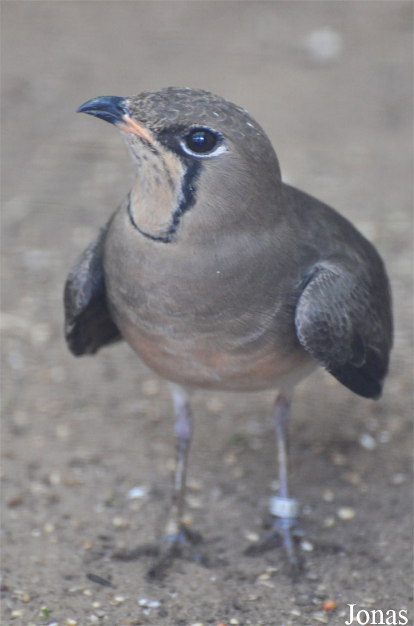 Glareola pratincola