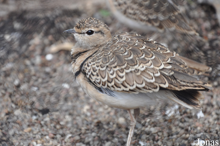 Smutsornis africanus