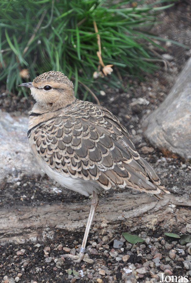 Smutsornis africanus