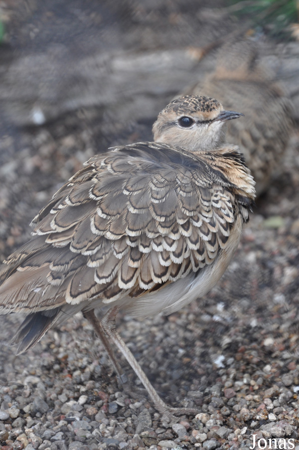 Smutsornis africanus