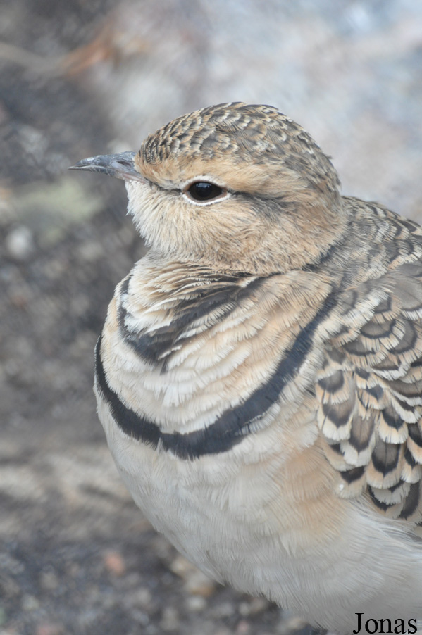 Smutsornis africanus
