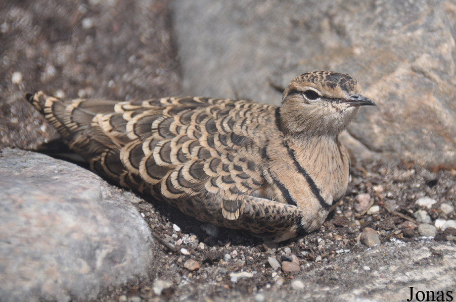 Smutsornis africanus