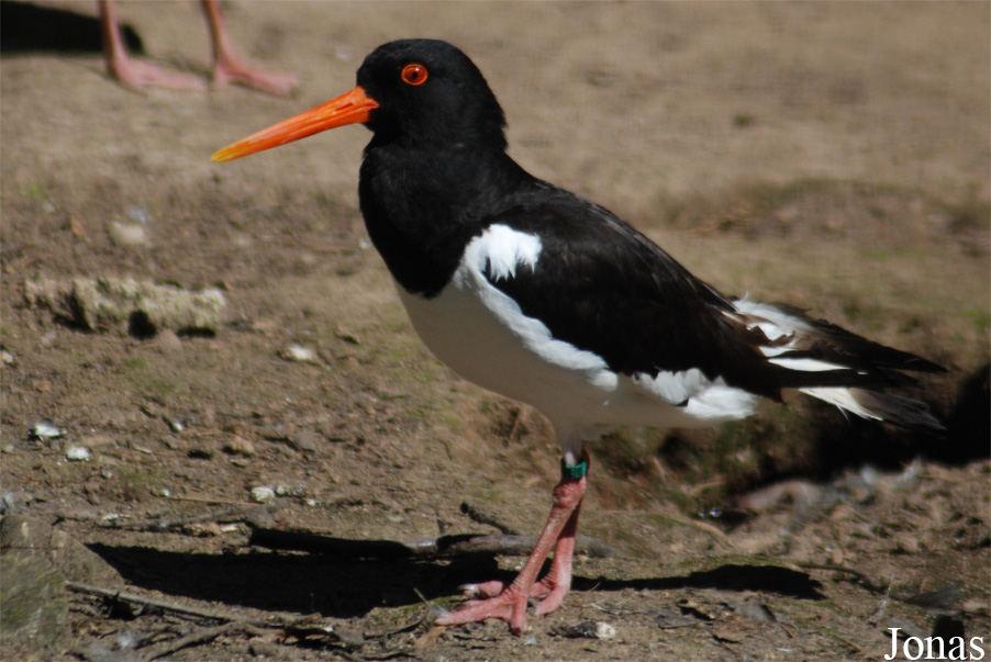 Haematopus ostralegus