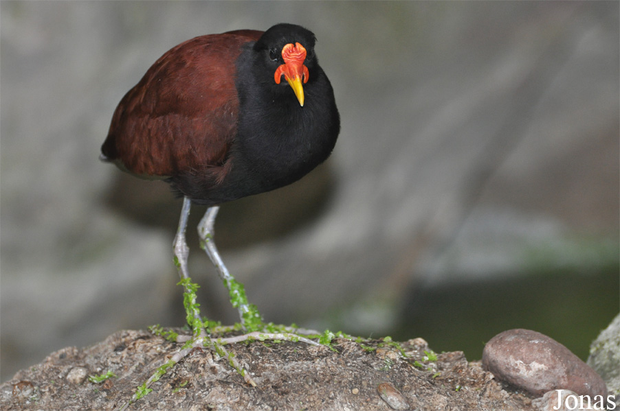 Jacana jacana