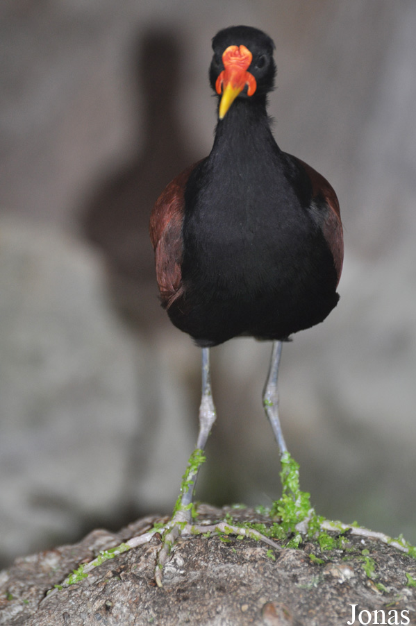 Jacana jacana