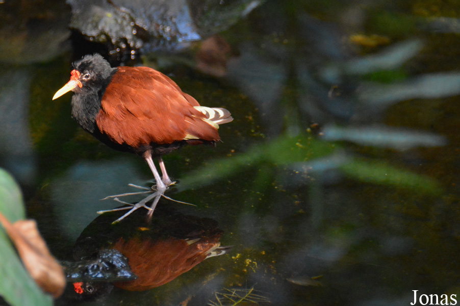 Jacana jacana