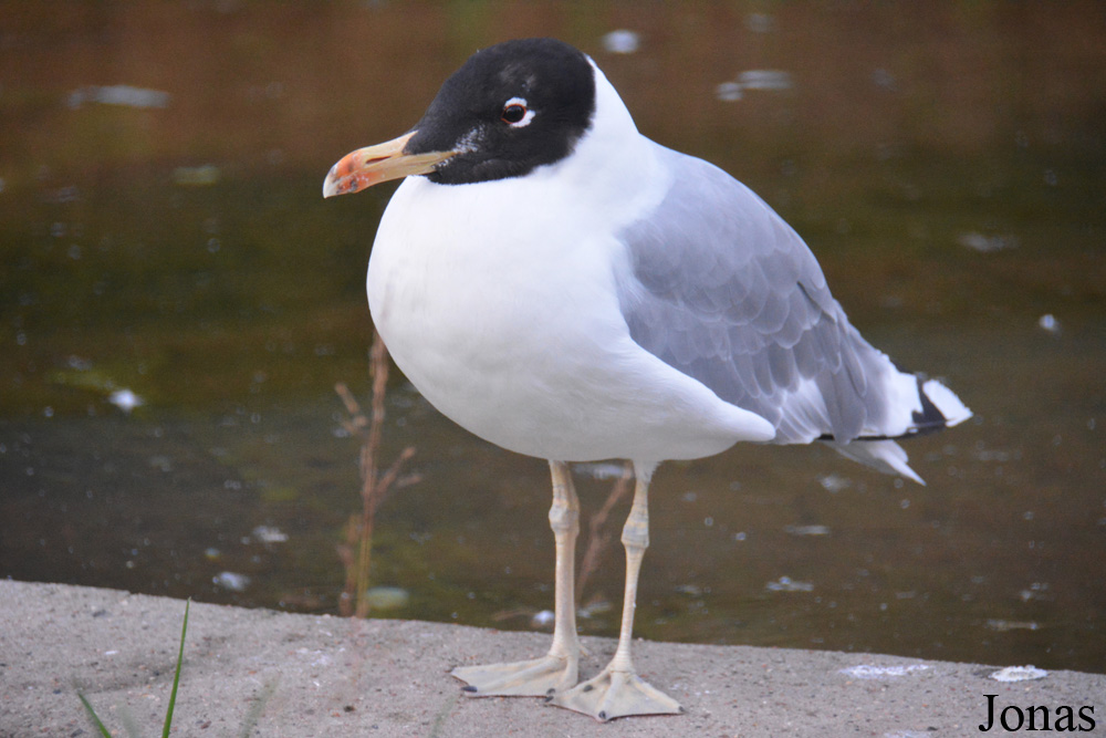 Ichthyaetus ichthyaetus