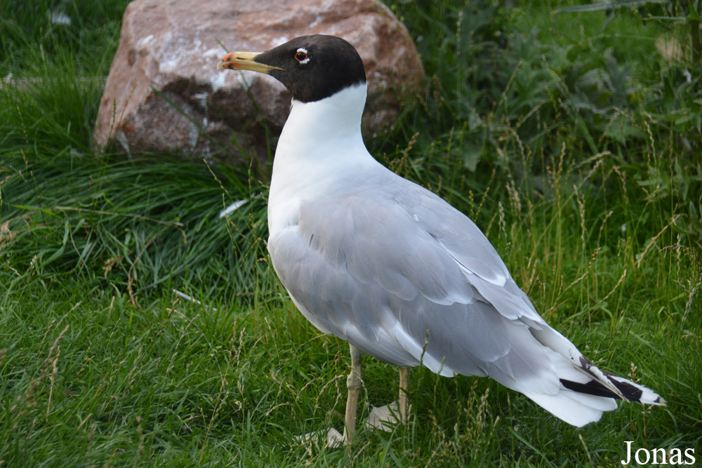 Ichthyaetus ichthyaetus