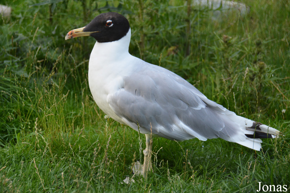 Ichthyaetus ichthyaetus