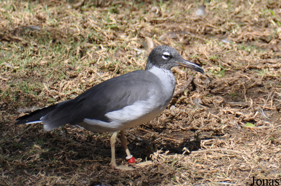 Ichthyaetus leucophthalmus