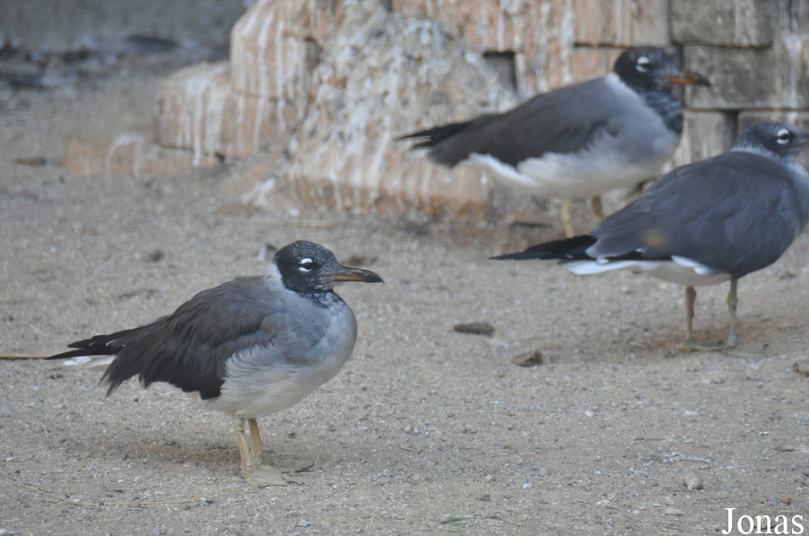 Ichthyaetus leucophthalmus