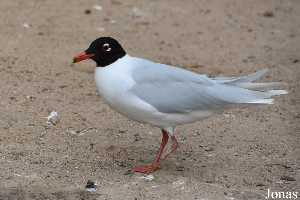 Ichthyaetus melanocephalus