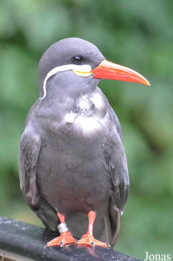 Larosterna inca